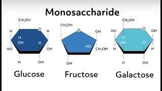 structure of glucose galactose and fructose biology biochemistry \carbohydrates [upl. by Estus]