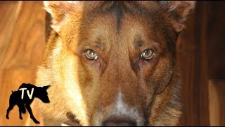 German Shepherd Kelpie Mix Nala  Baja Dog Vlog Clips [upl. by Harilda]