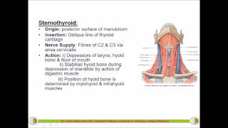 SUPRAHYOID amp INFRAHYOID Muscles  Anatomy  Dr Yusuf [upl. by Candyce]