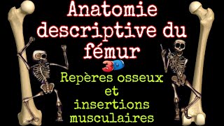 Anatomie descriptive du fémur 3D repères osseux et insertions musculaires [upl. by Ransell]