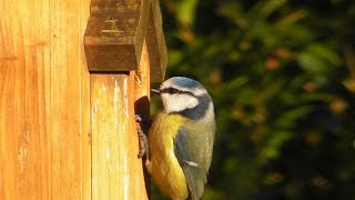 Blue Tit Nest Box  Wildlife in Cornwall  Mésange Bleue au Nichoir [upl. by Glynas638]