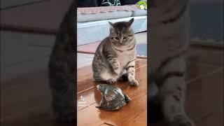 funny cats and dogs videos 🐱🐶 shorts funny animals trynottolaugh cat [upl. by Seravat699]