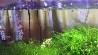 Pink Ramshorn snail infestation aquarium cherry shrimp Java Moss [upl. by Weinrich]