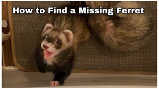 How to Find a Lost Ferret [upl. by Gerrit]