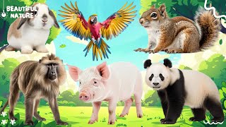 Wild Animal Sounds In Nature Monkey Horse Goat Moose Hedgehog Hamster  Animal Moments [upl. by Hamer63]