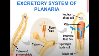 Excretion in Planaria Lec 9 [upl. by Rephotsirhc32]