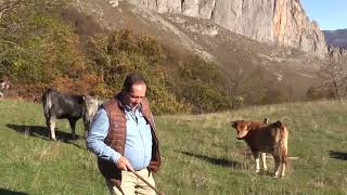 Ganaderos en su hábitat  Tudancas en Liébana  15122023 [upl. by Meela]