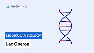 Gene regulation in prokaryotes [upl. by Yrrak]