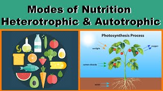 Modes of Nutrition  Heterotrophic amp Autotrophic  Biology  Science  Letstute [upl. by Aneehsirk]