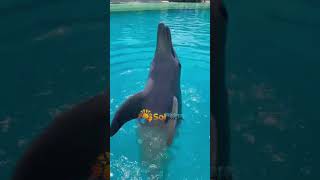 Nado con delfines en cancun solrivieracancun delfines Dolphinaris cancun SRC Toursencancun [upl. by Oisangi671]