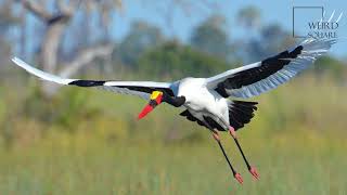 Interesting facts about saddle billed stork by weird square [upl. by Aicenad]