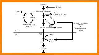 Glycolysis [upl. by Weinman]