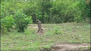 monister lizard mating scene😲😲😎😎 viralyouteube shorttrendingrajaji national parkforest nature [upl. by Lander]