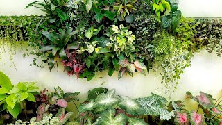 CHEAPEST EASIEST QUICKEST DIY LIVING WALL REARRANGEMENT ADVANTAGES OF BUILDING VERTICAL GARDENS [upl. by Ephraim]