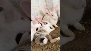 Three rabbits are relaxing in a cage cute rabbits shorts [upl. by Nilpik267]