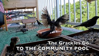 The Grackles Go to the Community Pool [upl. by Shaw]