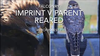 FALCONRY imprints v parent reared birds which is best [upl. by Riamo]