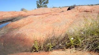 Carnivorous Plants of the western Kimberley [upl. by Gaye]