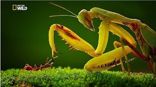 Strangest Insects in the World New Documentary HD 2017 [upl. by Eizzil]