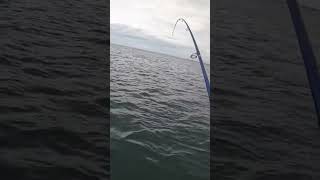 Bonito fish everywhere Catching toothy fast fish on homemade lures fishing [upl. by Tedda]