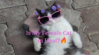 Cat in Heat 🐱 catcare cattips catlover cats catlovers [upl. by Lachish]