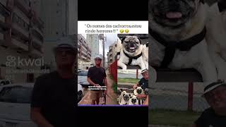 Os nomes deles  memes pug [upl. by Kcorb547]