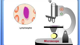 Counting of Blood Cells under Microscope for biology students 11 and 12 [upl. by Kenric]