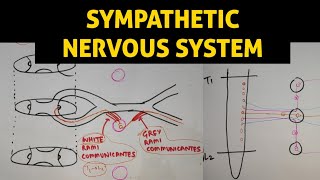 ANS  1  Sympathetic Nervous System [upl. by Wolfy]