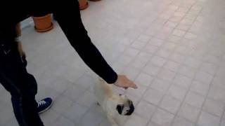 Laddestramento di Lancillotto il carlino Pug 3 MESI training [upl. by Elohcin]