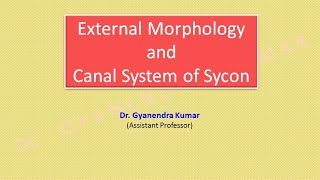 Morphology of Sycon [upl. by Skeie]