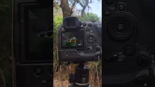 Long teiled Broadbill viralvideo reels shortsvideo video viralreels youtubeshort प्रकृति [upl. by Boynton235]