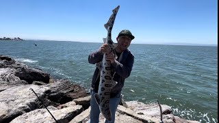 Alameda Rock Wall Fishing RedemptionMonster Catch fishing california bayarea fish bankfishing [upl. by Ecertap]