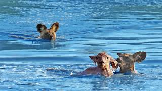 Wild Dogs Turn Into Crocodiles To Try Catch Baby Buck [upl. by Notkcorb]