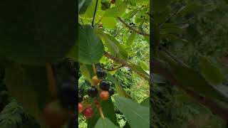 Chokecherry in season nature oregon wetlands wildlife plants shorts [upl. by Darell182]