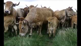 Transhumance Race Aubrac mei 2015 Montagne Pailherols Cantal [upl. by Eadrahc]