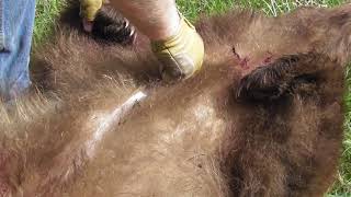 HOW TO SKIN A BLACK BEAR IN THE FIELD [upl. by Connell841]