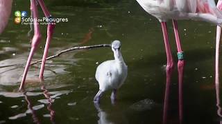 Naissance dun flamant rose au Safari de Peaugres [upl. by Yhtamit]