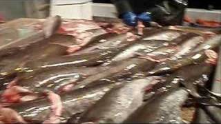 Black cod fishing West Coast British Columbia Part 1 [upl. by Nyrok]