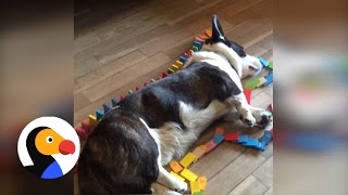 Corgi Plays Dominoes In Laziest Way Possible  The Dodo [upl. by Noterb883]