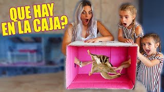 QUE HAY EN LA CAJA 📦😱 ANIMAL EXOTICO 🐸 Itarte Vlogs [upl. by Asiluy977]