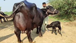 شاہد علی بلوچ 601گ ب تحصیل تاندلیانوالہ فیصل ابادNeeli ravi high capacity top milk buffaloes [upl. by Nylhtac827]