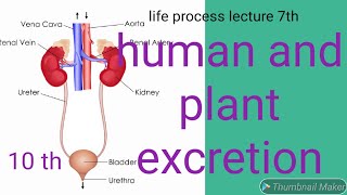 Life process lecture 7th excretion [upl. by Oinotla]