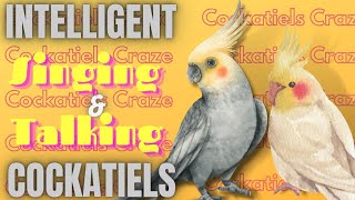 Cute and Intelligent Cockatiels Talking and Singing Parrots Will Melt Your Heart [upl. by Callie784]