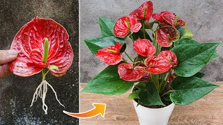 Simple method of propagating anthurium with flower branches [upl. by Notgnirrac]