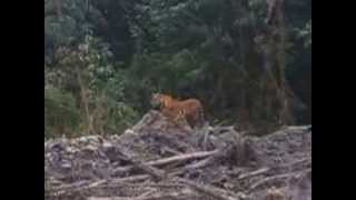 Panthera tigris sumatrae  Sumatran Tiger  Harimau  South Sumatra  Lalan River [upl. by Deonne]