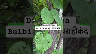 Dioscorea Bulbifera  most aphrodisiac herb [upl. by Jenelle]