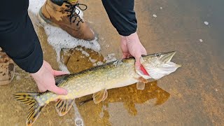 Daugava river spring fishing from shore [upl. by Nevi]