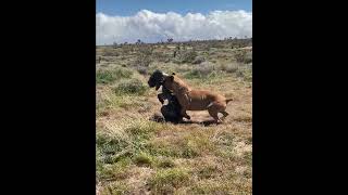 Neapolitan Mastiff VS Cane Corso mastiffsworldwide dog mastiff canecorso neapolitanmastiff [upl. by Alhan620]