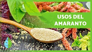 7 BENEFICIOS del AMARANTO para la SALUD 💛  Propiedades Medicinales y Cómo Consumirlo ✅ [upl. by Adnala]