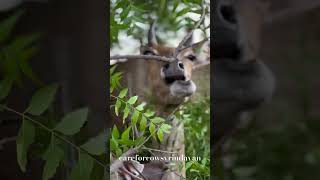 Nilgai antelope nilgai antelopes enjoy love peta careforcowskurmarupa [upl. by Rex425]